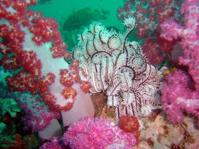 Discover Scuba