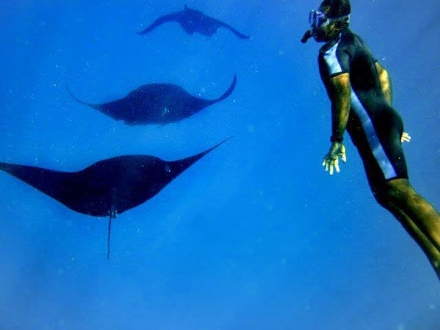 Snorkel with giant manta rays