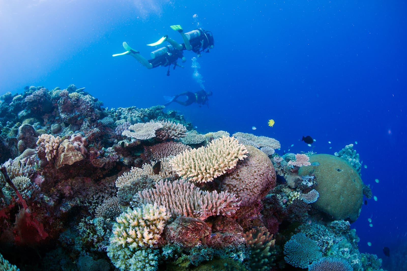 Complete a Dive Course and dive for free for the rest of your stay!