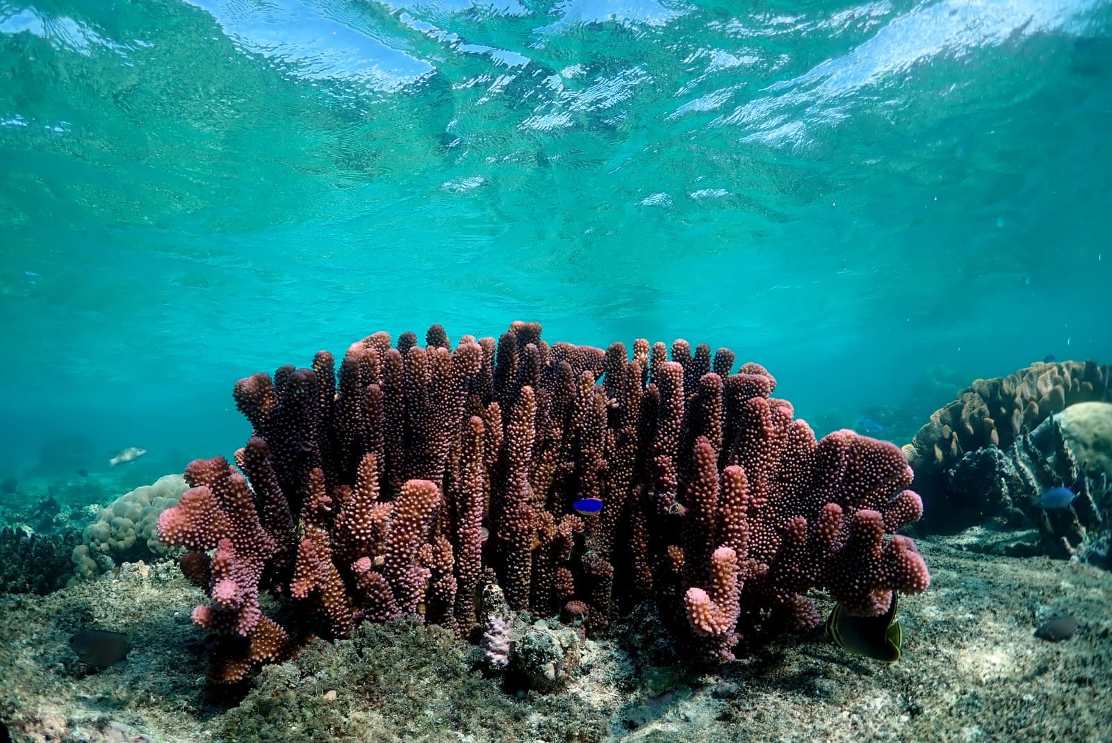 Free Scuba Diving